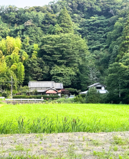 蓬の家田んぼ